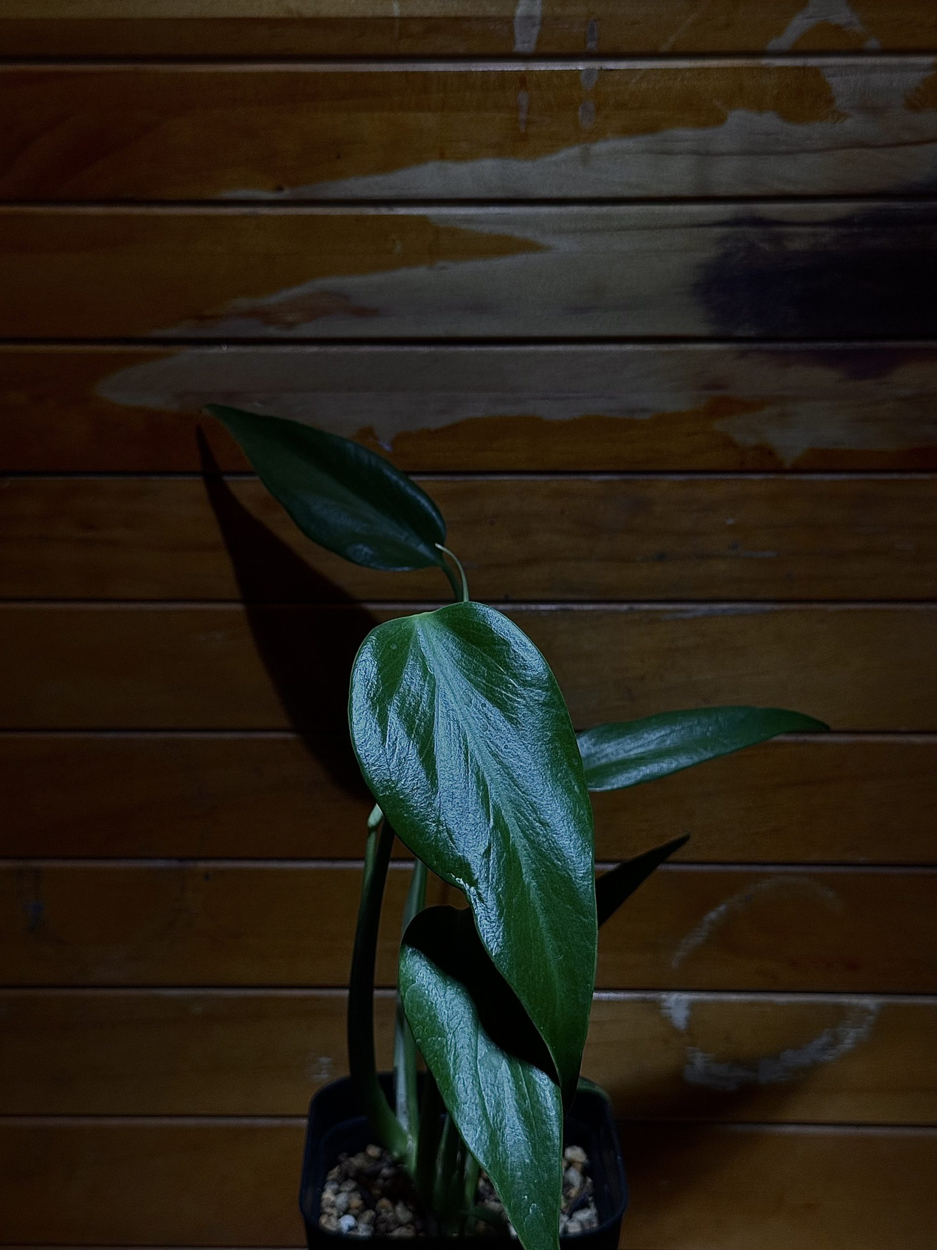Monstera sp.'Burle Marx's Flame' 写真1