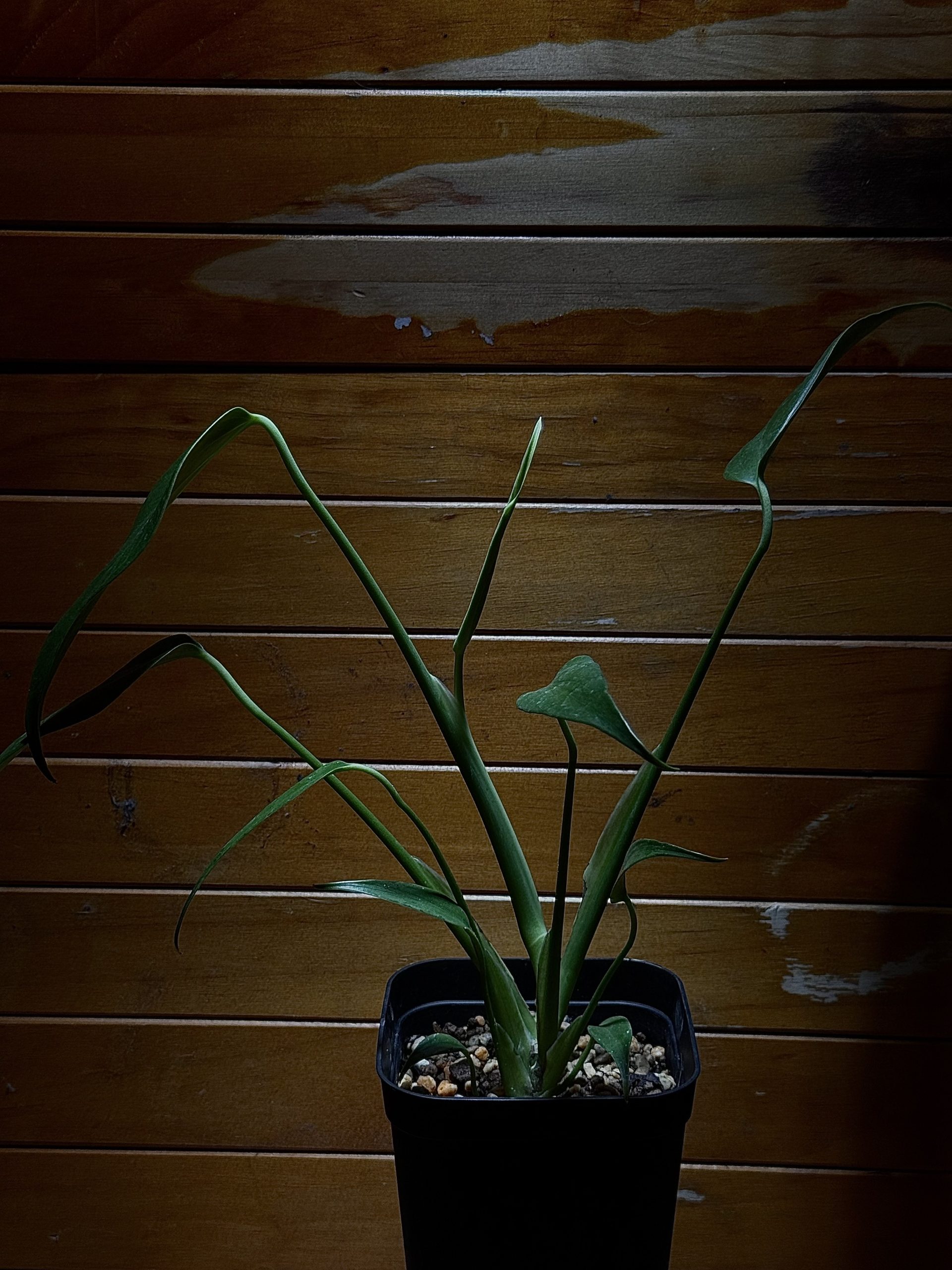 Monstera sp.'Burle Marx's Flame' 写真2