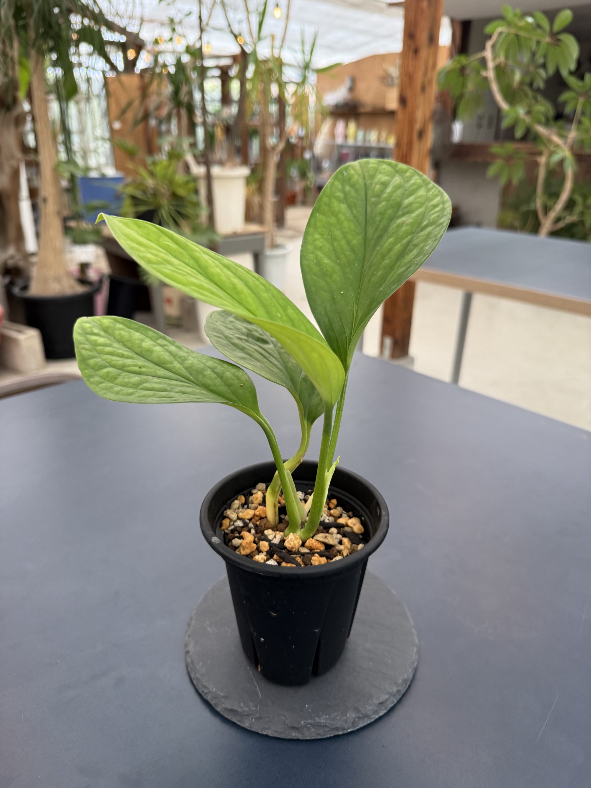 Monstera karsteniana 写真1