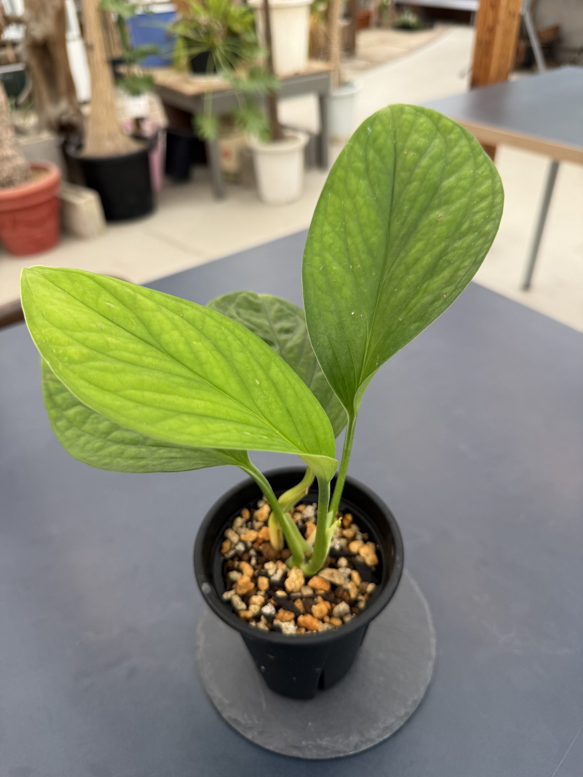 Monstera karsteniana 写真2