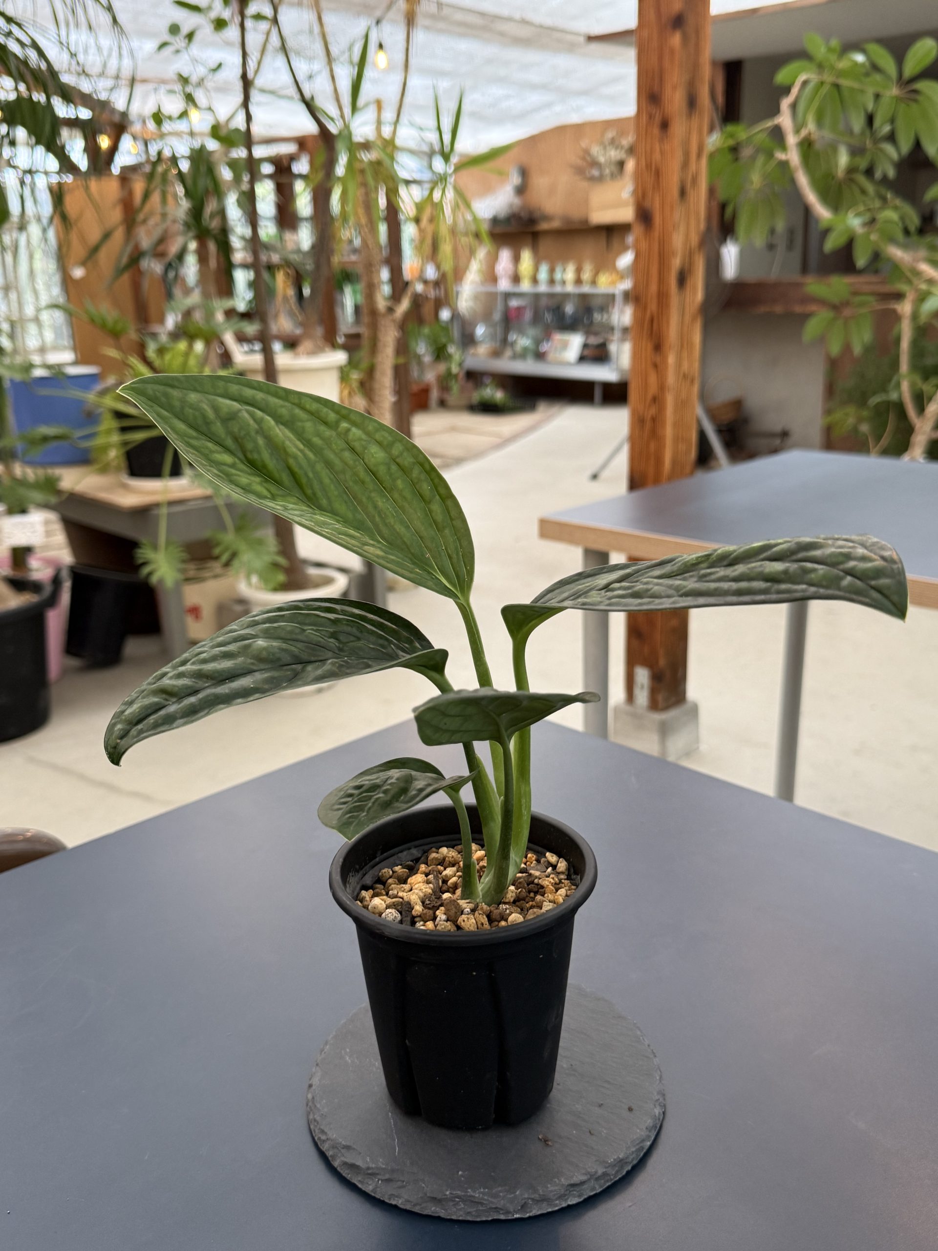 Monstera sp. 'Jade Shuttlecock' 写真1