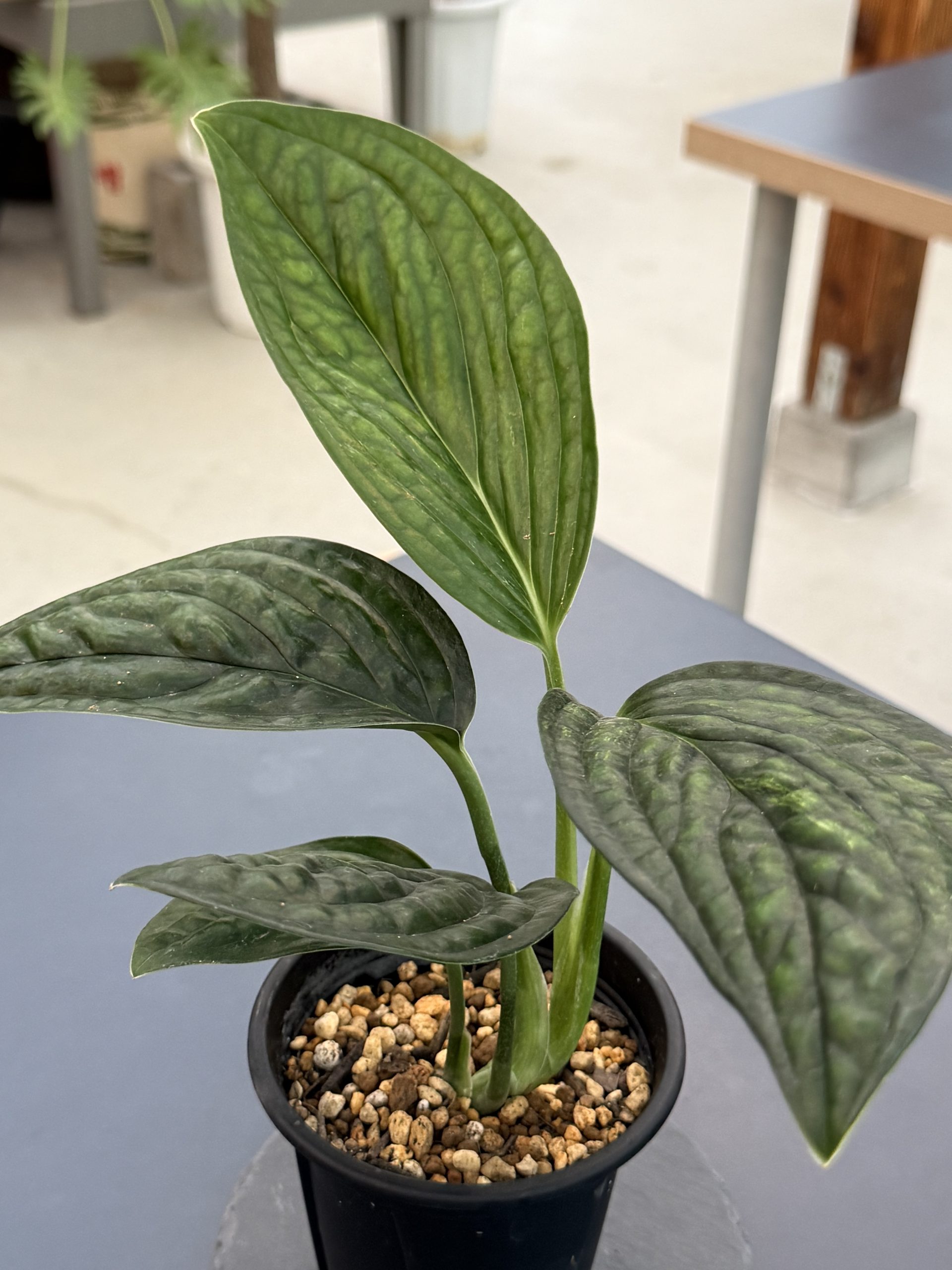Monstera sp. 'Jade Shuttlecock' 写真2
