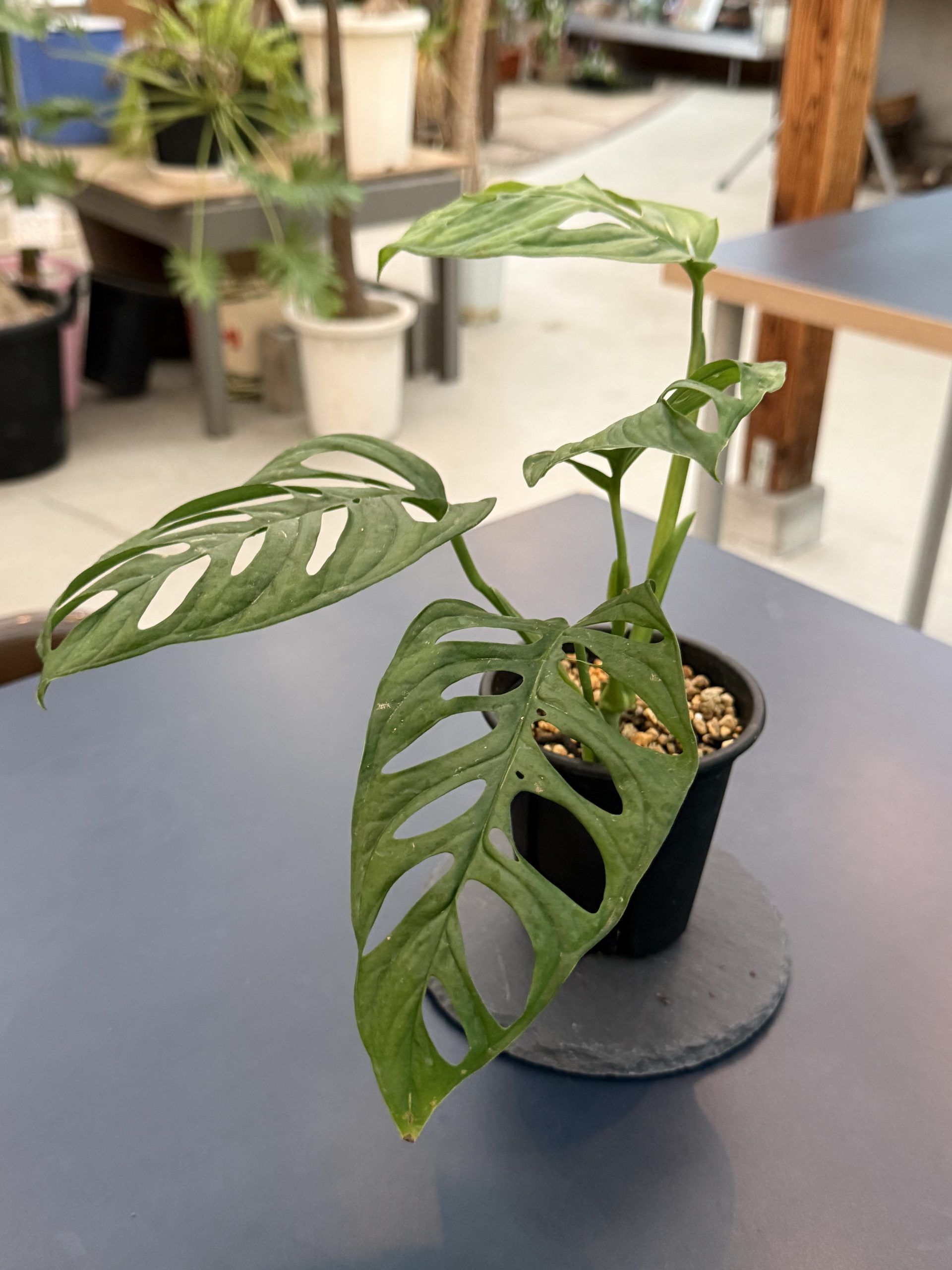 Monstera sp 'マドカズラ' 写真1