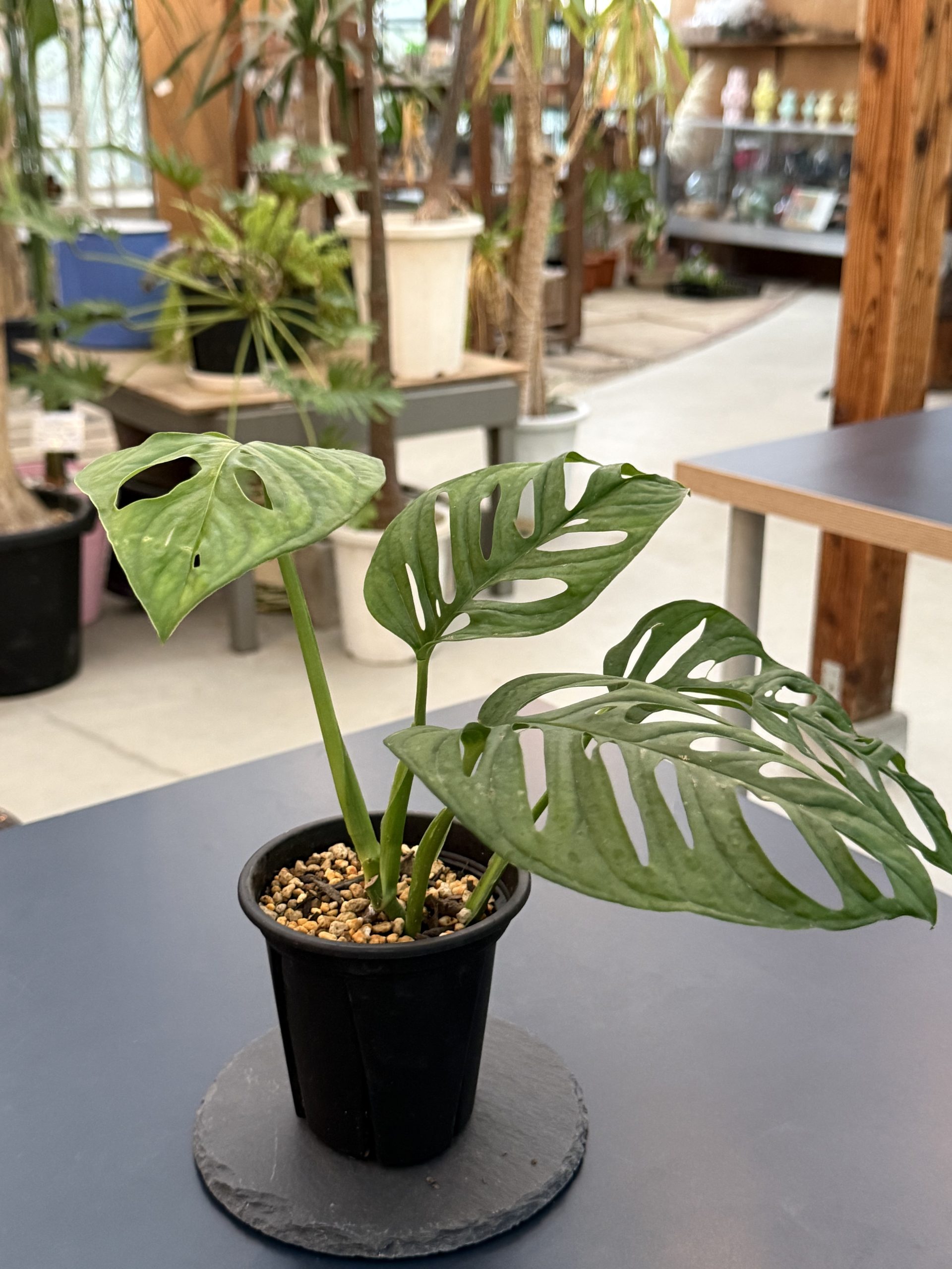 Monstera sp 'マドカズラ' 写真2